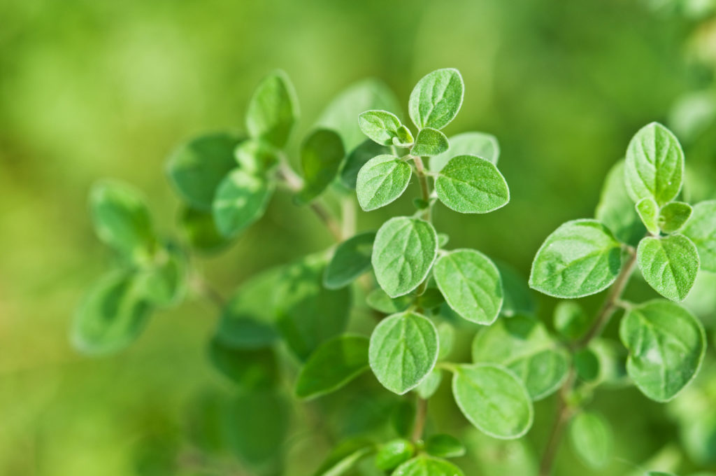 Kräuter im Gewächshaus Oregano Oregano